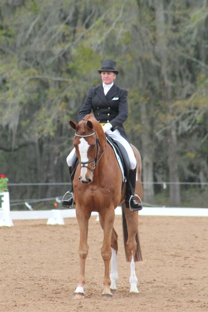 mr medicott dressage.jpg